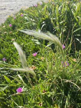 Image of clovenfoot plumegrass