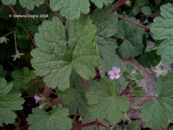 Image of Round-leaved Crane's-bill