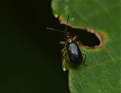 Image of Eugnamptus angustatus (Herbst & J. F. W. 1797)