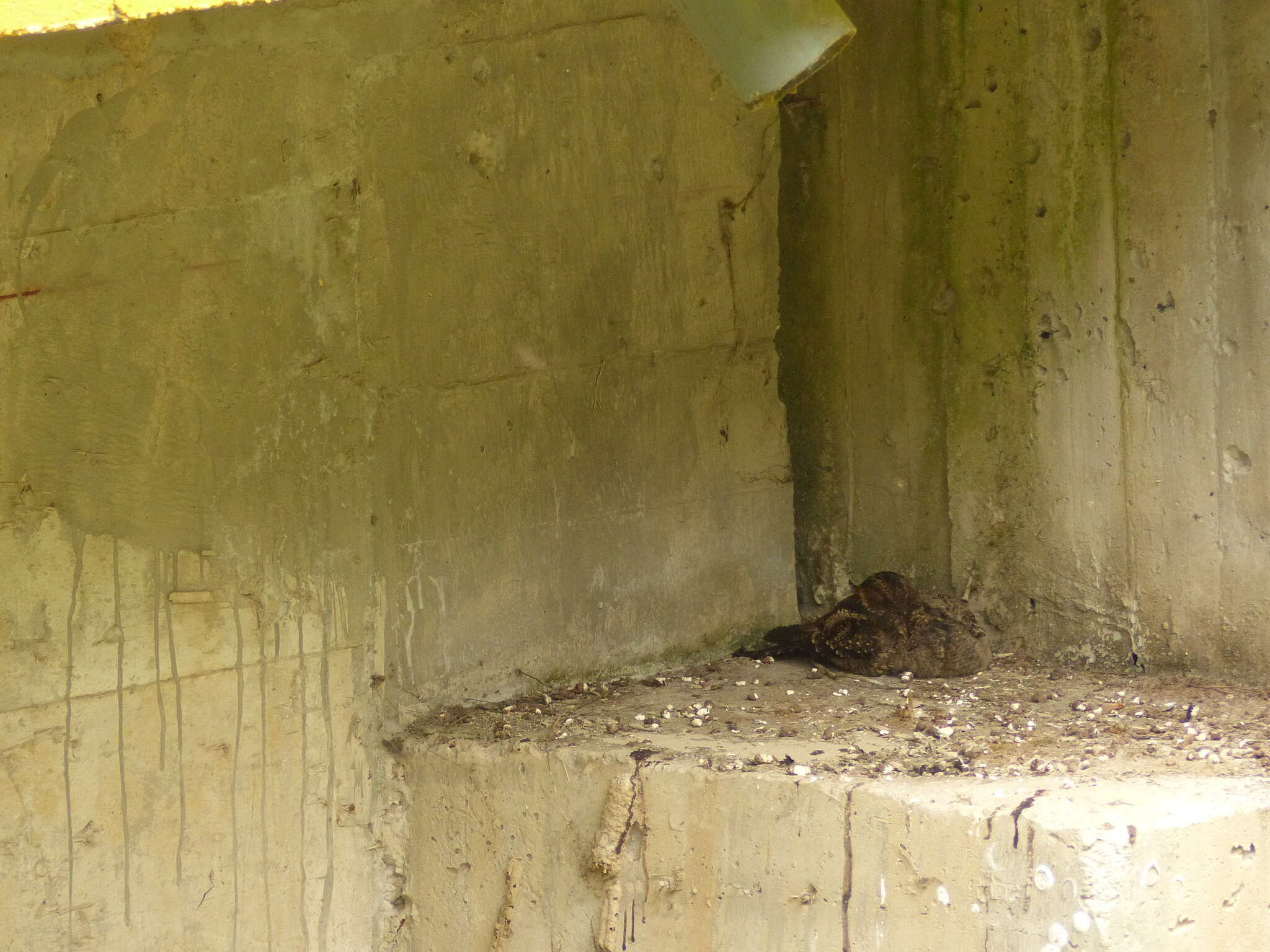 Image of Lyre-tailed Nightjar