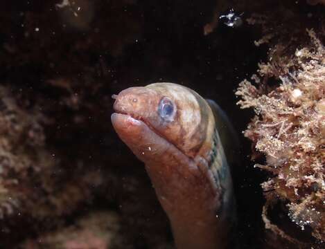 Image of Graceful-tailed moray