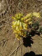 Image of Gibbs' milkvetch