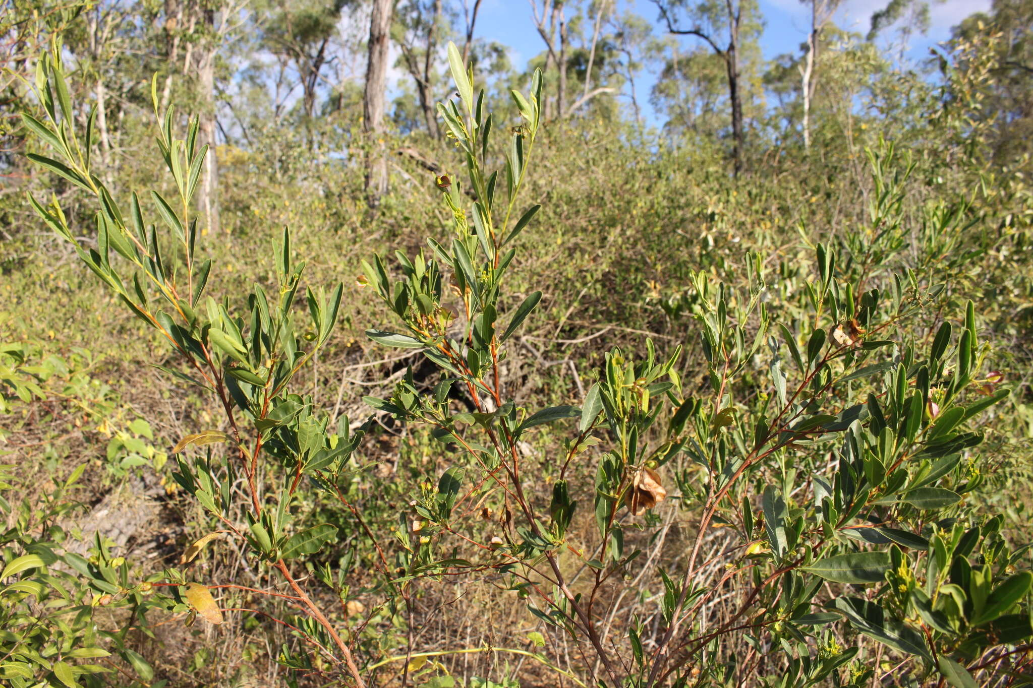 Image de Dodonaea lanceolata F. Müll.