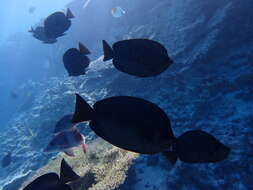 Image of Thompson's Butterflyfish