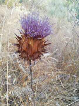 Cynara humilis L.的圖片