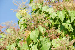 Heliocarpus terebinthinaceus (DC.) Hochr.的圖片