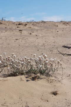 صورة Arabidopsis lyrata subsp. petraea (L.) O'Kane & Al-Shehbaz