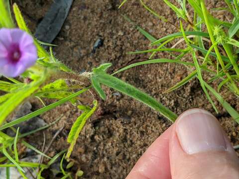 Image of Ipomoea polymorpha Roem. & Schult.