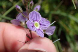 Image of Veronica ponae Gouan