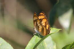 Image of Athyma inara