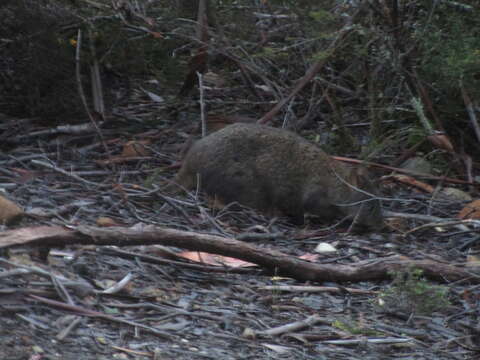 Image of Red-bellied Pademelon