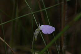 Image of Utricularia terrae-reginae P. Taylor