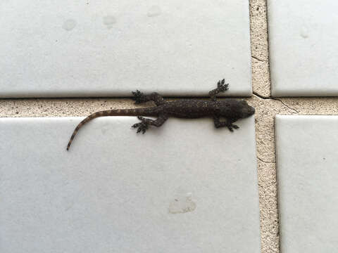 Image of Oriental Leaf-toed Gecko