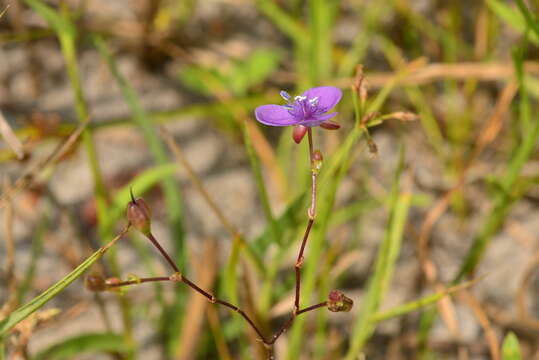 Image de Murdannia spirata (L.) G. Brückn.