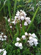 Image of Jovellana violacea (Cav.) G. Don