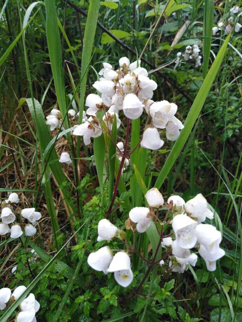 Image of Jovellana violacea (Cav.) G. Don