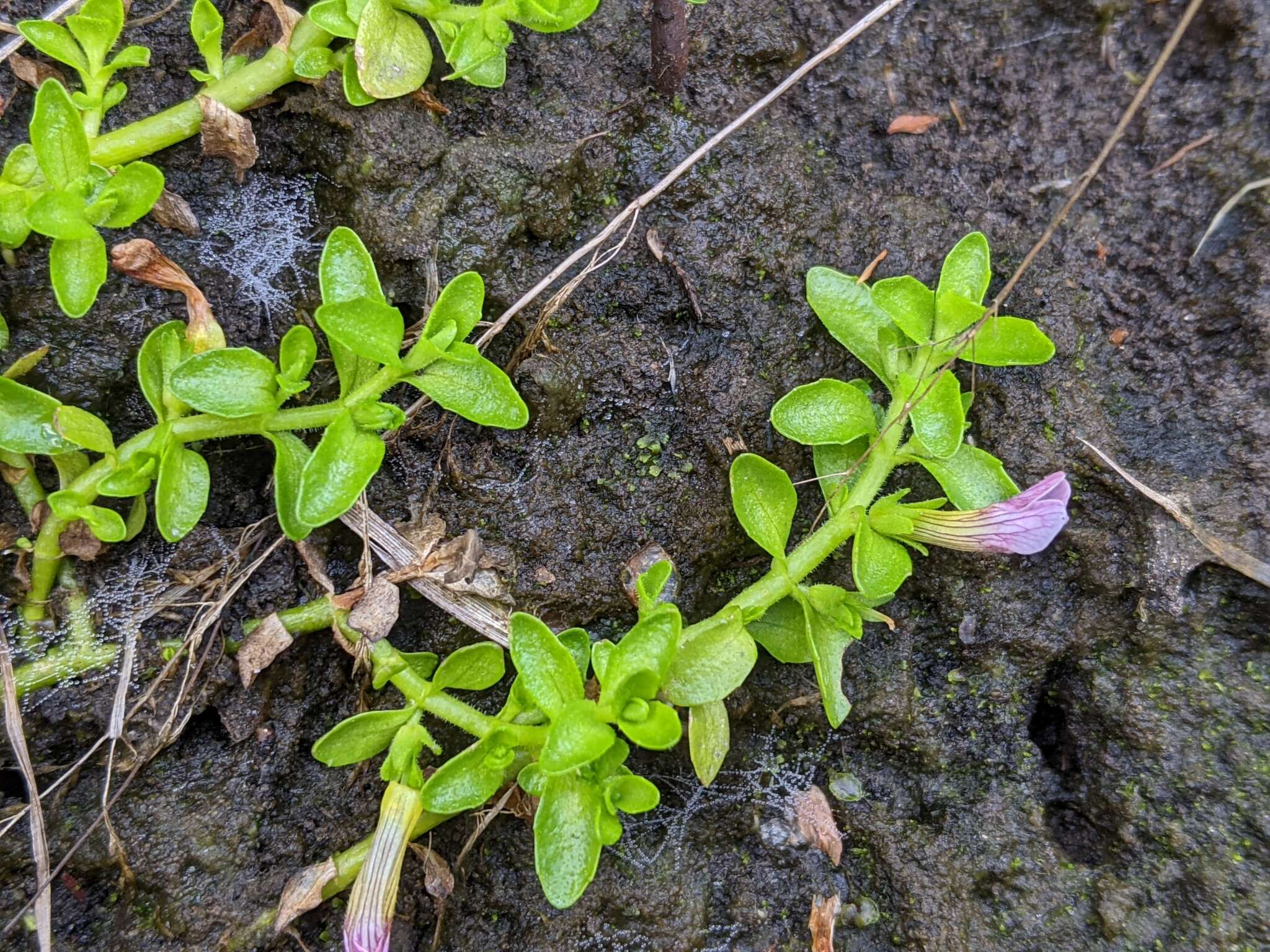 Gratiola nana Benth.的圖片