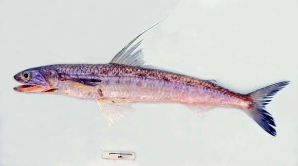 Image of Filamentosus saury