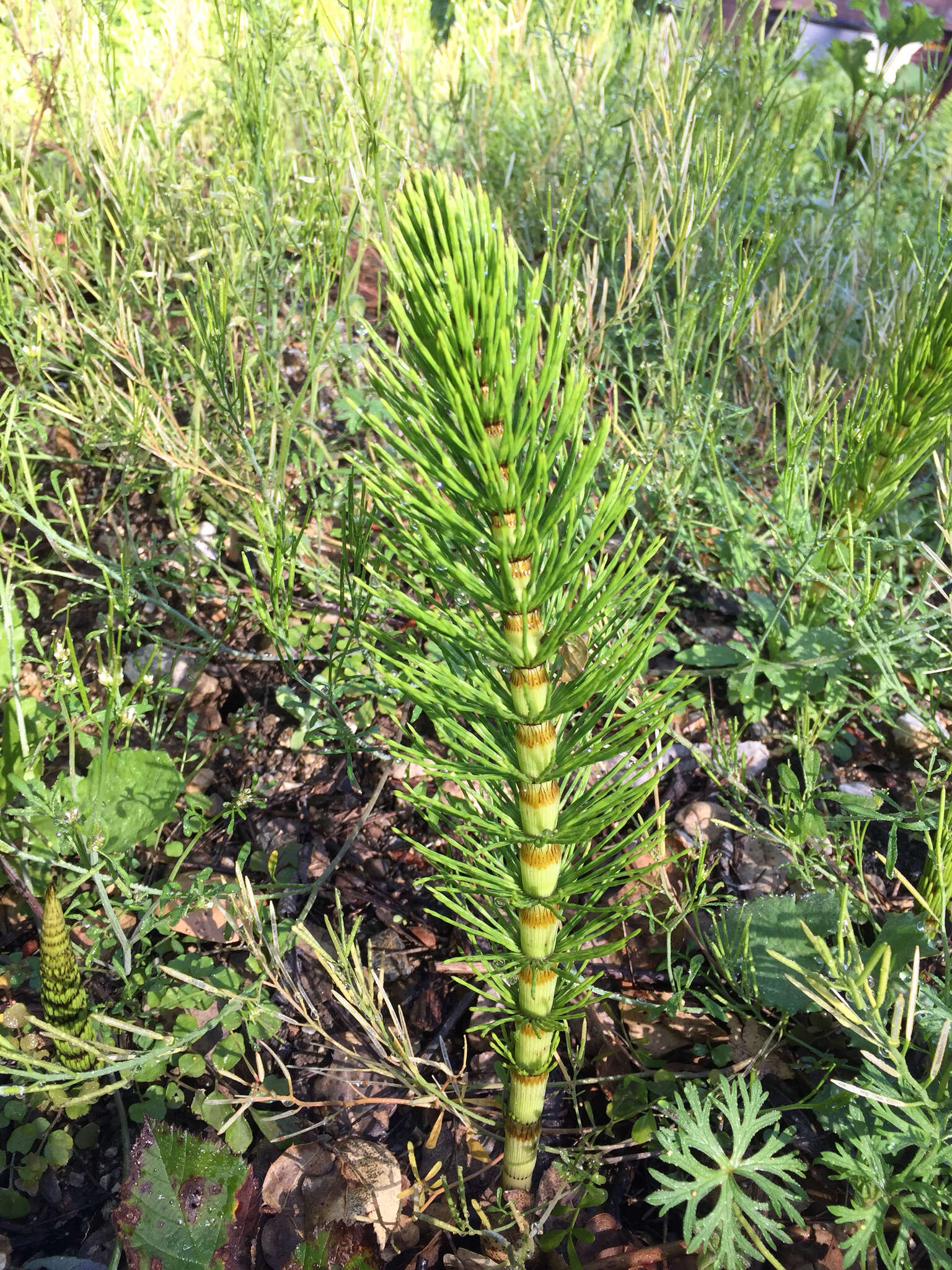 Image of Great Horsetail