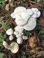 Plancia ëd Leucocybe