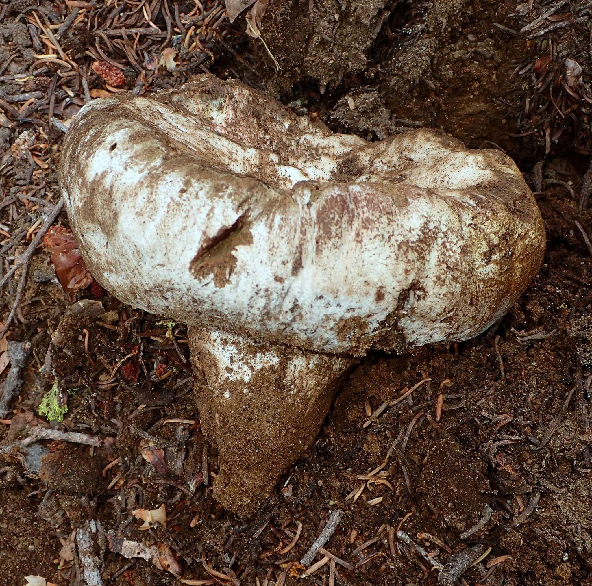 Sivun Boletus subalpinus (Trappe & Thiers) Nuhn, Manfr. Binder, A. F. S. Taylor, Halling & Hibbett 2013 kuva