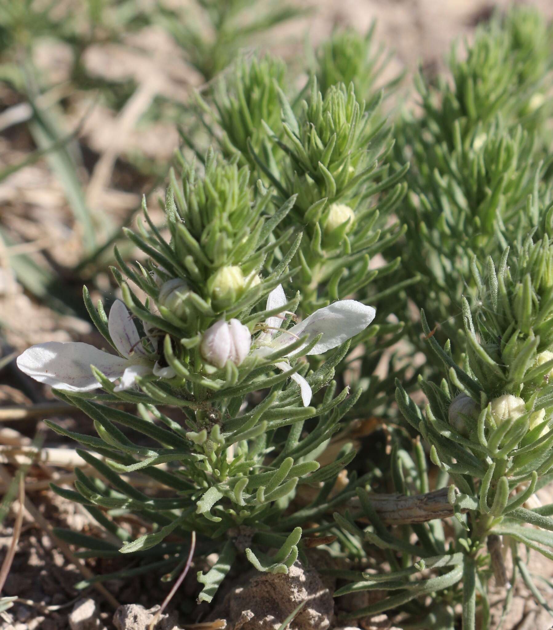 Teucrium laciniatum Torr.的圖片