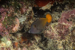 Image of Lacefin filefish