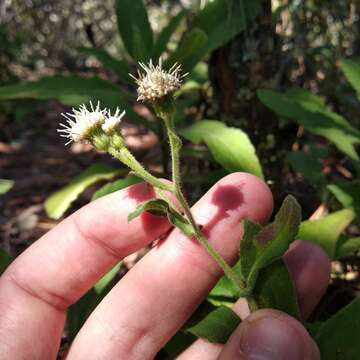 Archibaccharis auriculata (Hemsl.) G. L. Nesom resmi