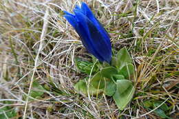 Image of Gentiana alpina Vill.