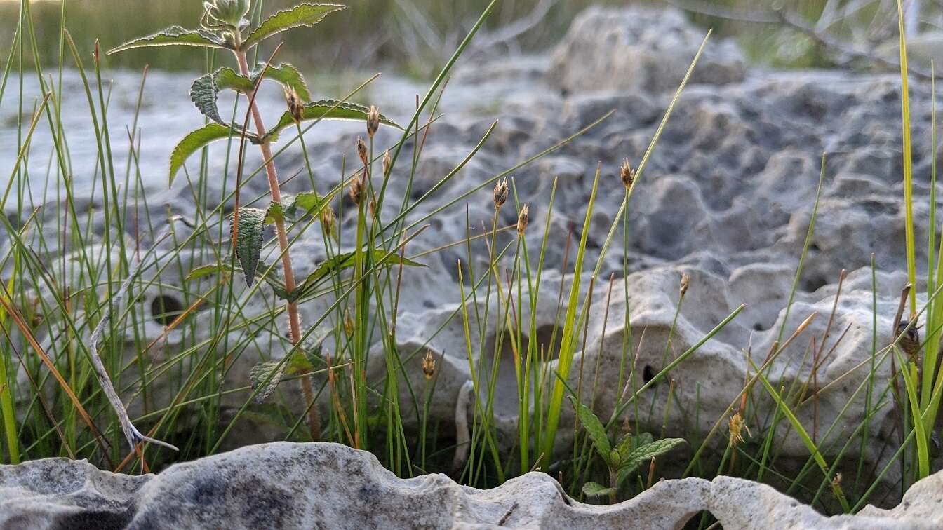 Imagem de Eleocharis quinqueflora (Hartmann) O. Schwarz