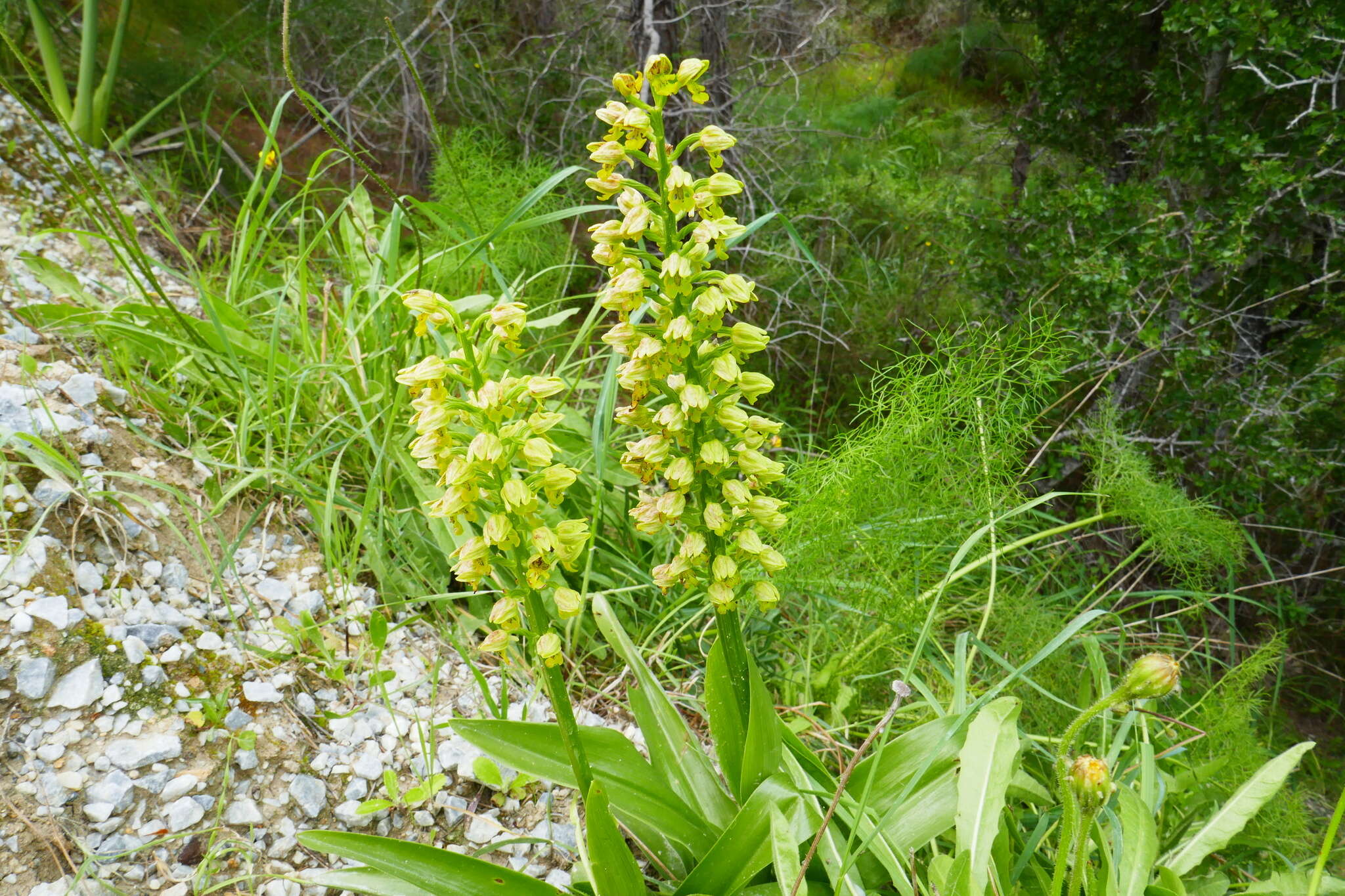 Image of Small-dotted Orchis