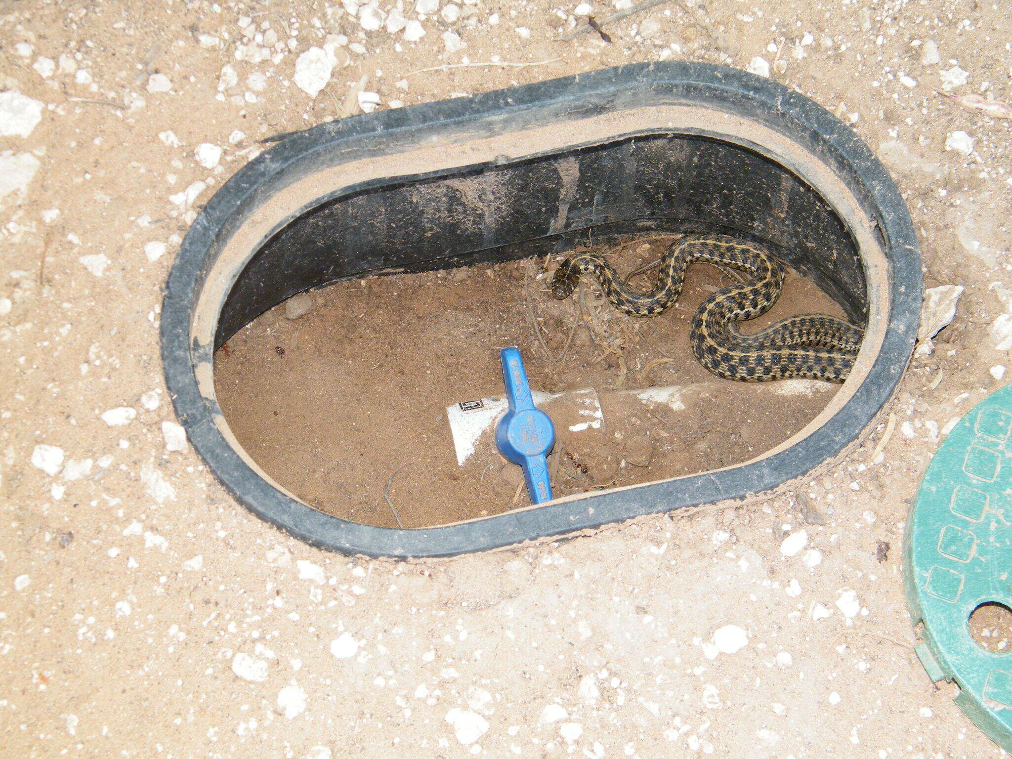 Image of Checkered Garter Snake