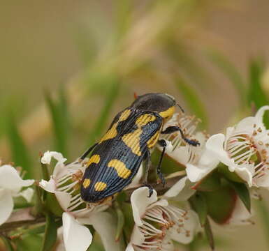 Image of Castiarina octospilota (Gory & Laporte 1838)