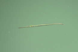 Image of Atlantic needlefish