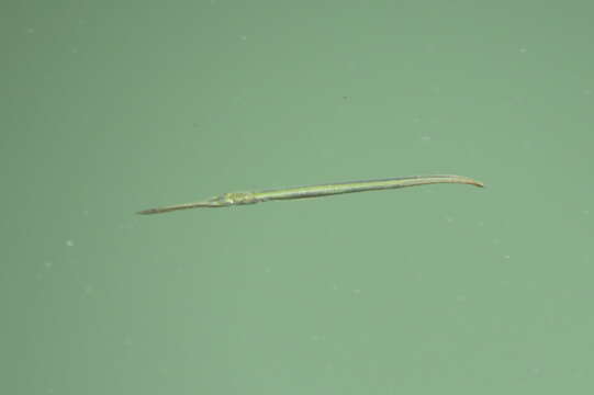 Image of Atlantic needlefish