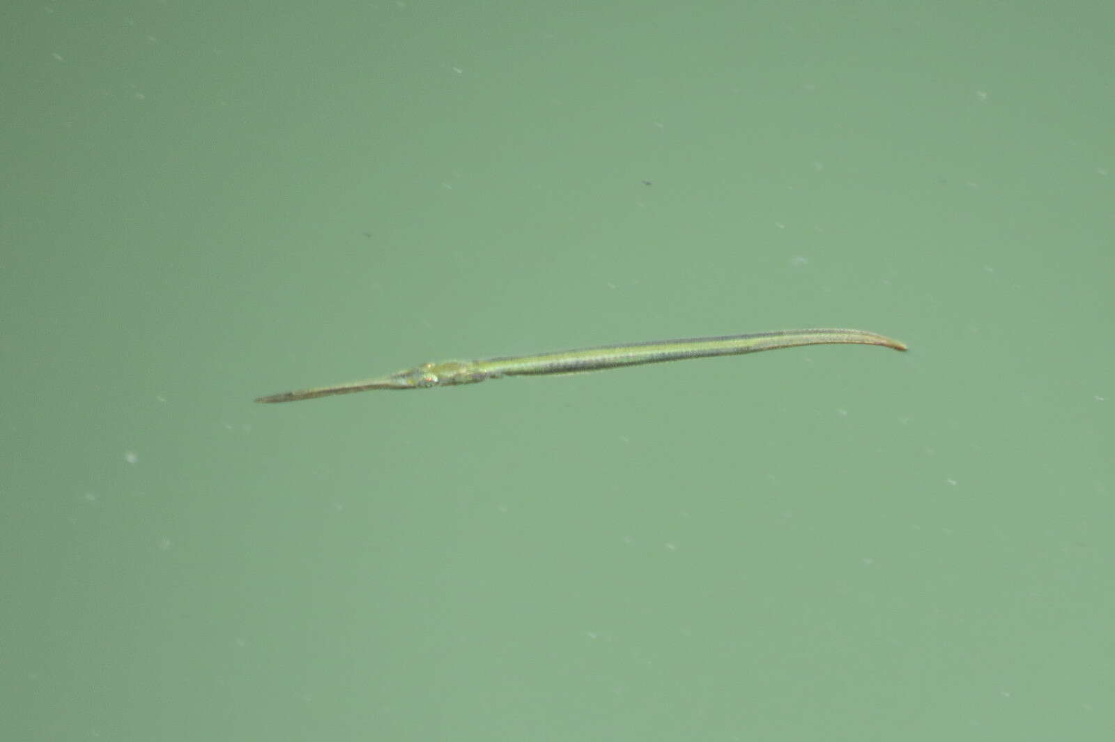 Image of Atlantic needlefish