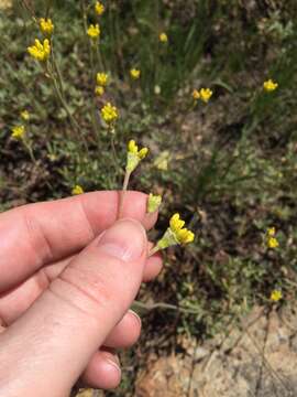 Image of Congdon's buckwheat