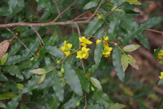 Image of Mickey Mouse plant