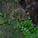 Image of Solanum evolvulifolium Greenm.