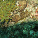 Image of leaf coral