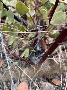 Слика од Arctostaphylos glandulosa subsp. zacaensis (Eastw.) P. V. Wells