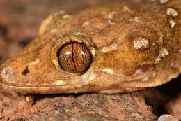 Hemidactylus prashadi Smith 1935 resmi