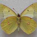 Image of Colias chlorocoma Christoph 1888