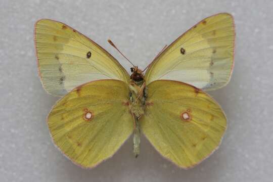 Image de Colias chlorocoma Christoph 1888