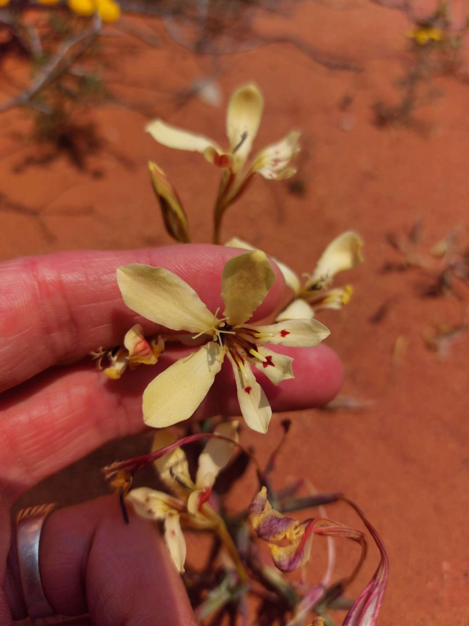 Image of Lapeirousia fabricii subsp. fabricii