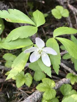 Image of Blue Windflower