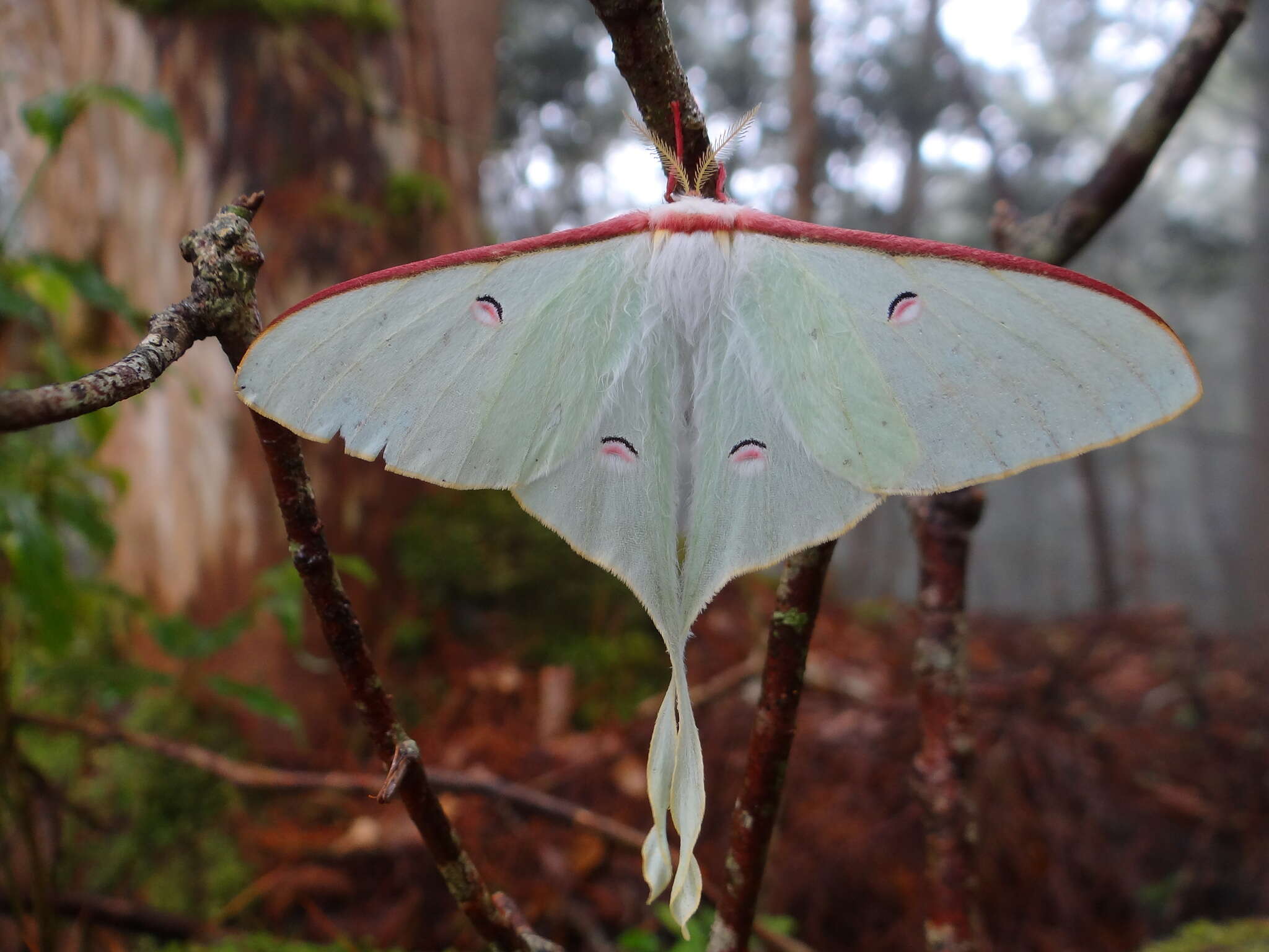 Image of Actias neidhoeferi Ong & Yu 1968