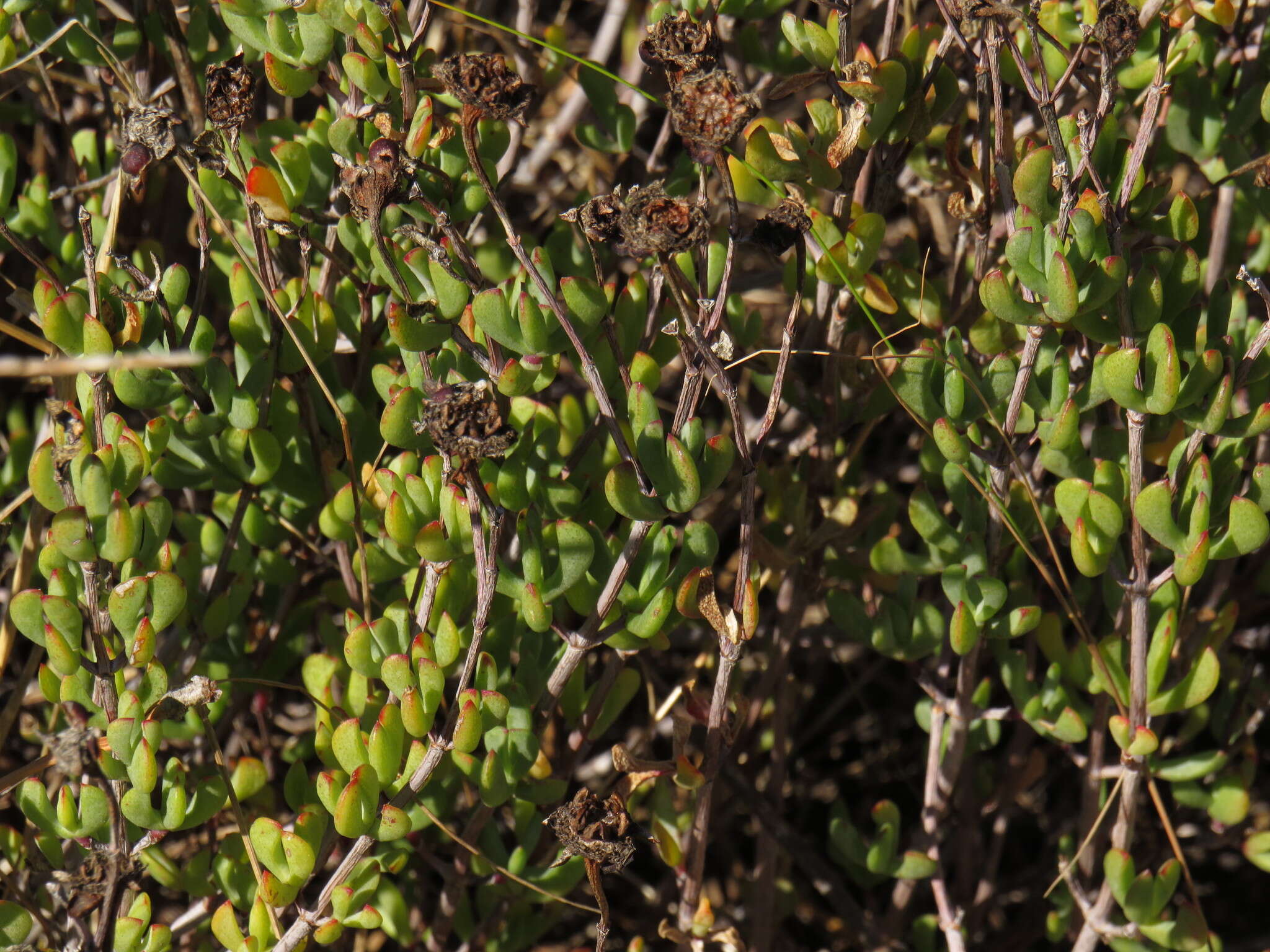 Imagem de Lampranthus falciformis var. falciformis