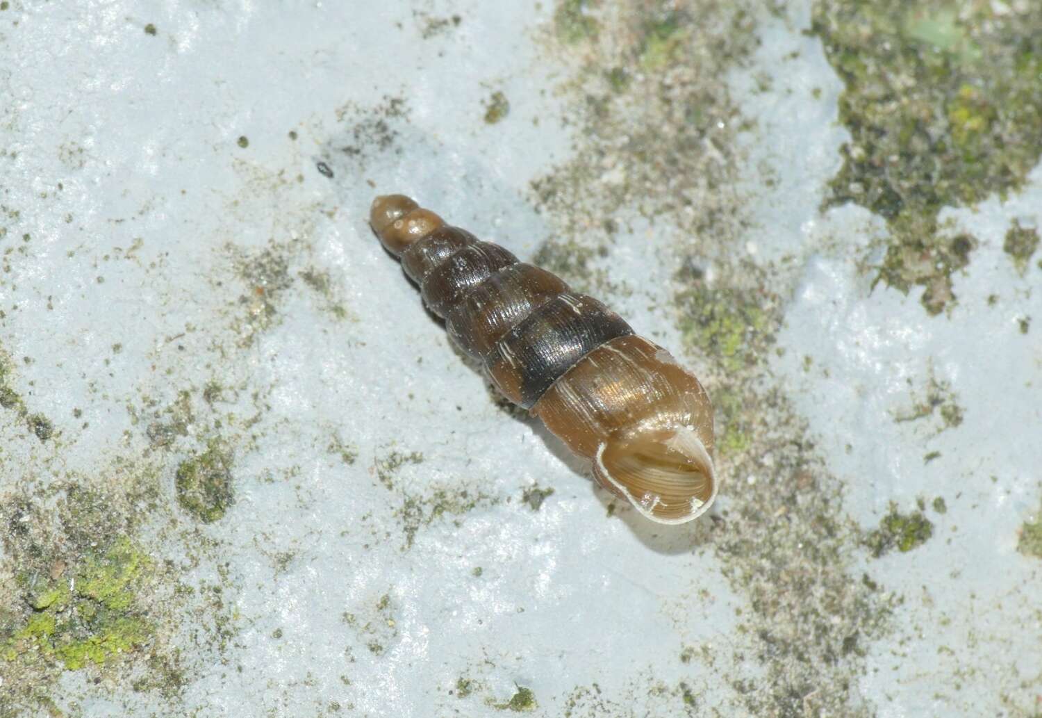 Image of Tree snail