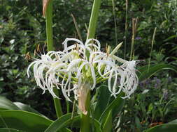 Image of Crinum asiaticum var. japonicum Baker